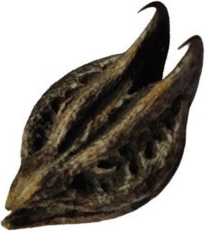 Bats Head Root - Herb